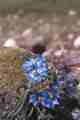 メコン川源流青いケシの花